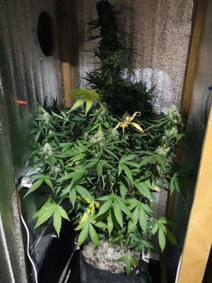 98E9FEC0-F06D-45A7-8D77-2C7712E7F5C3.jpeg 98E9FEC0-F06D-45A7-8D77-2C7712E7F5C3.jpeg