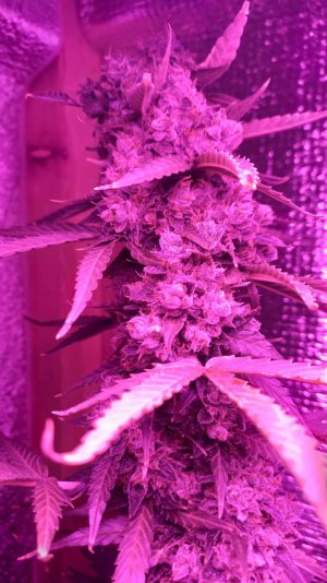 23D32006-48AC-4576-ADF4-E44C952DEB81.jpeg 23D32006-48AC-4576-ADF4-E44C952DEB81.jpeg