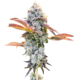 1761055201437.png 1761055201437.png