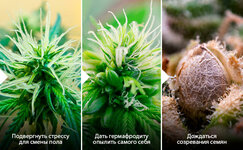 Samoopylenie__7iJmX7admEw8HmEZ.jpg Samoopylenie__7iJmX7admEw8HmEZ.jpg