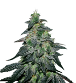 1761724920604.png 1761724920604.png