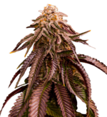 1761829076505.png 1761829076505.png