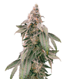 1761993772203.png 1761993772203.png