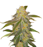 1761993786919.png 1761993786919.png