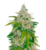 1762001944234.png 1762001944234.png