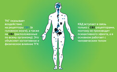 TGK-vozdejstvuet-na-receptory-CB1__cRYiHJu4iUEheWnH.jpg TGK-vozdejstvuet-na-receptory-CB1__cRYiHJu4iUEheWnH.jpg