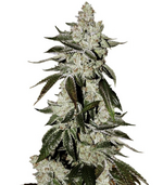 1762360030325.png 1762360030325.png