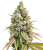 1762443174131.png 1762443174131.png