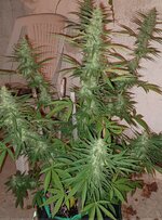 1111111111.jpg 1111111111.jpg