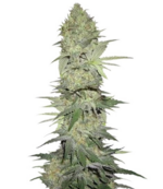 1762670248290.png 1762670248290.png