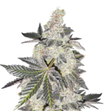 1762670278615.png 1762670278615.png