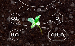 skhema-fotosinteza__PqfyV0zUMPcnefSM.jpg skhema-fotosinteza__PqfyV0zUMPcnefSM.jpg