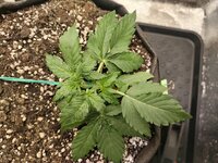 IMG_20251111_124942.jpg IMG_20251111_124942.jpg