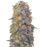 1762860048867.png 1762860048867.png