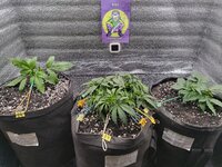 IMG_20251113_164050.jpg IMG_20251113_164050.jpg