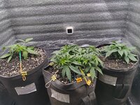 IMG_20251114_233557.jpg IMG_20251114_233557.jpg