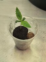 Whisky Zulu auto ГИДРОПОНИКА DWC