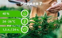 week-7__PP0RBraMbYRbeJc2.jpg week-7__PP0RBraMbYRbeJc2.jpg