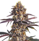 1763456436449.png 1763456436449.png