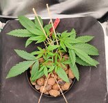 Day 18 (19.11).jpg Day 18 (19.11).jpg