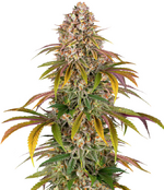 1763918275390.png 1763918275390.png