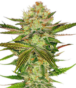 1763918326460.png 1763918326460.png