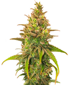 1764179495975.png 1764179495975.png