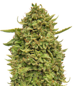 1764179517881.png 1764179517881.png