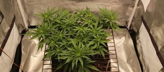 IMG_20251127_182508_519.jpg IMG_20251127_182508_519.jpg