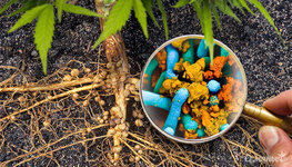 ispolzovanie-rizobakteriy-dlya-vyrashchivaniya-konopli__K42Hfu2SaE2kVNO6.jpg ispolzovanie-rizobakteriy-dlya-vyrashchivaniya-konopli__K42Hfu2SaE2kVNO6.jpg