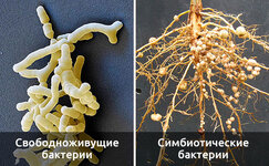 chto-takoe-rizobakterii__rQZEakuhkbIig2RJ.jpg chto-takoe-rizobakterii__rQZEakuhkbIig2RJ.jpg