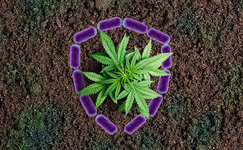 kak-rizobakterii-zashchishchayut-kannabis__j9Yt96mI9Hm1qTR9.jpg kak-rizobakterii-zashchishchayut-kannabis__j9Yt96mI9Hm1qTR9.jpg