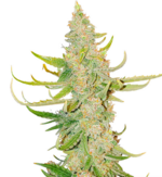 1764326693523.png 1764326693523.png