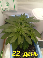 22 дн (1).jpg