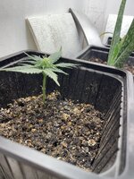 IMG_1761.jpeg IMG_1761.jpeg