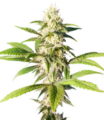 1764746251658.png 1764746251658.png