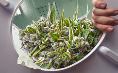 sposoby-spravitsya-s-toshnotoj-ot-konopli__vqlBdnxay5J2yyMg.jpg sposoby-spravitsya-s-toshnotoj-ot-konopli__vqlBdnxay5J2yyMg.jpg