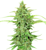 1764761102594.png 1764761102594.png