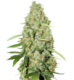 1764761115319.png 1764761115319.png