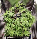 Day 32 (3.12).jpg Day 32 (3.12).jpg