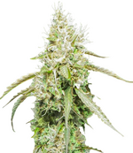 1764963634115.png 1764963634115.png