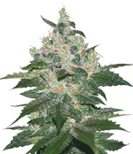 1764963685633.png 1764963685633.png