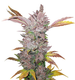 1765108312715.png 1765108312715.png