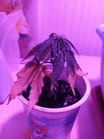 34 дн (5).jpg 34 дн (5).jpg