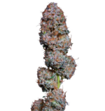 1765204908402.png 1765204908402.png