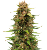 1765204922238.png 1765204922238.png