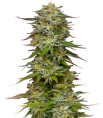 1765293533774.png 1765293533774.png