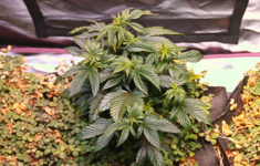 1765349225144.png 1765349225144.png