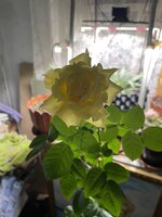 IMG_1888.jpeg IMG_1888.jpeg