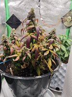 IMG_20251210_092605.jpg IMG_20251210_092605.jpg